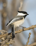 Chickadees Nuthatches Titmice